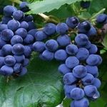 Описание сорта винограда Зилга, его характеристики и секреты агротехники