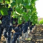Основные правила и процедуры по уходу за виноградом осенью