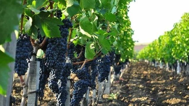 Уход за виноградом осенью: способы обрезки, подкормка и подготовка к зиме