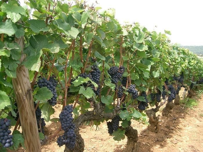 Виноград пино нуар