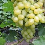 Особенности посадки и выращивания сверхраннего винограда сорта Супер Экстра