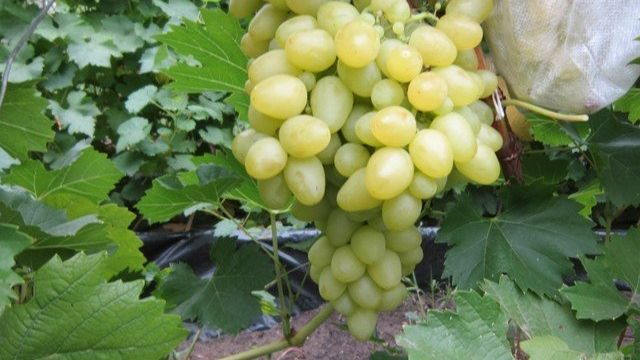 Особенности посадки и выращивания сверхраннего винограда сорта Супер Экстра