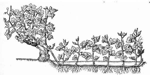Размножение винограда отводками весной для начинающих