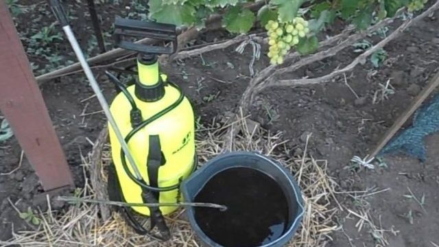 Почему виноград стал мелким что делать. Причины почему виноград горошится? Зеленая обрезка винограда летом