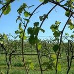 Посадка и уход за виноградом в Удмуртии в открытом грунте
