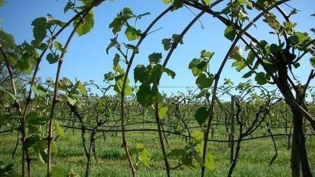 Посадка и уход за виноградом в Удмуртии в открытом грунте