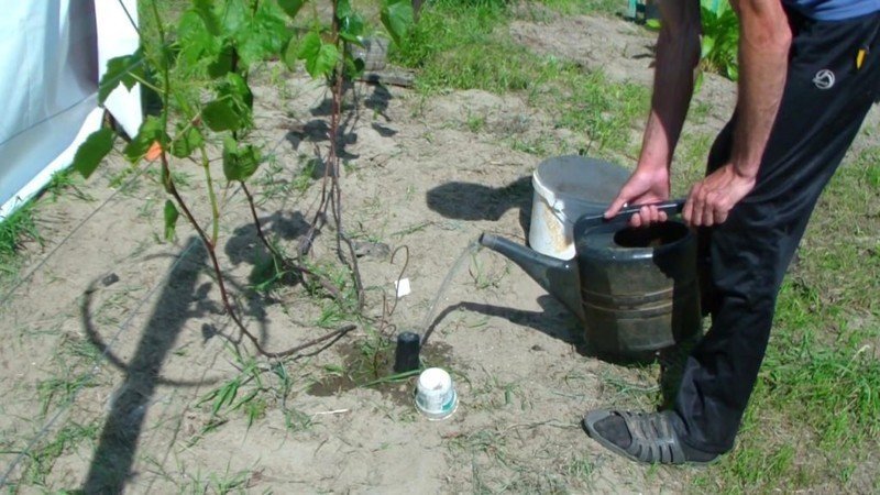 Прикорневой полив винограда