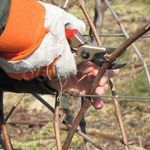 Руководство по обрезке винограда в августе в Подмосковье для начинающих виноградарей