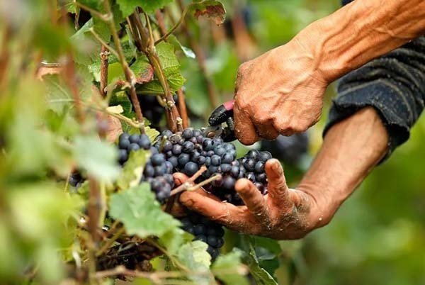 Винный виноград сбор урожая