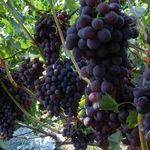 Секреты выращивания и размножения винограда черенками в домашних условиях