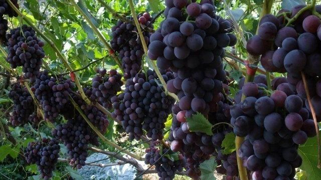 Секреты выращивания и размножения винограда черенками в домашних условиях