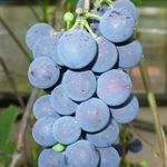 Северный виноград: посадка, полив, уход