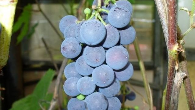 Северный виноград: посадка, полив, уход за виноградом северных сортов