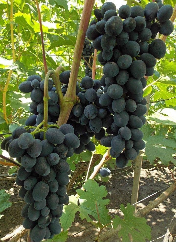 Виноград сорт суперранний черный