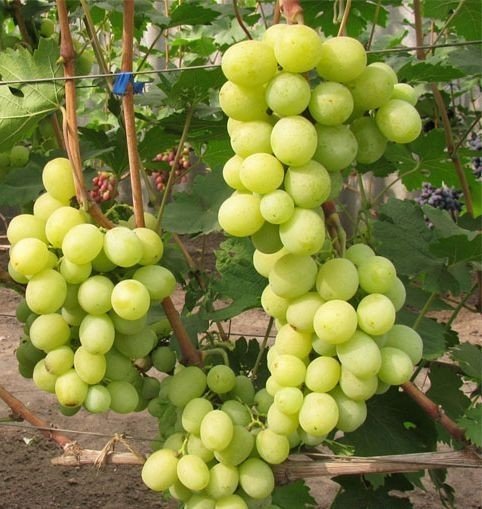 Журавчик виноград сорт