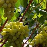Сорт винограда Галахад: фото и описание, отзывы
