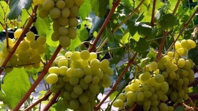Сорт винограда Галахад: фото и описание, отзывы