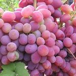 Сорт винограда Памяти хирурга