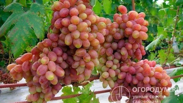 Сорт винограда «Виктор»: характеристика, агротехника выращивания