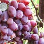 Сорт винограда Водограй: описание, посадка и уход