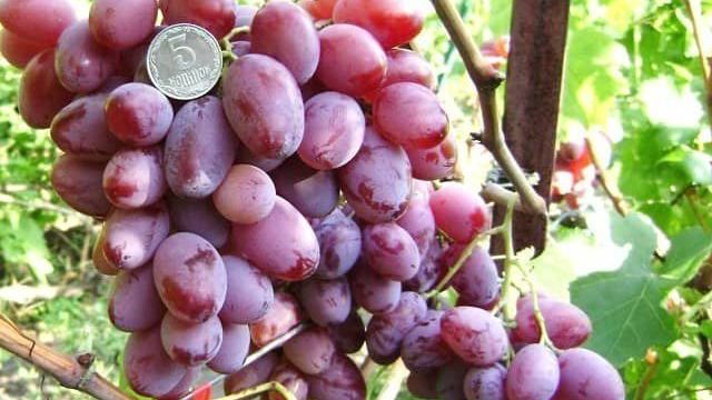 Виноград "Водограй": описание сорта, фото, отзывы