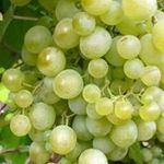 Сорта винограда для Подмосковья, Сибири и Урала
