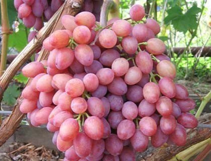 Саженцы винограда кишмиш лучистый