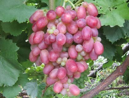 Виноград сорт рубиновый