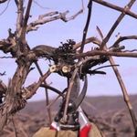 Советы специалистов по обрезке винограда осенью для новичков
