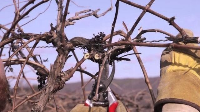 Советы специалистов по обрезке винограда осенью для новичков