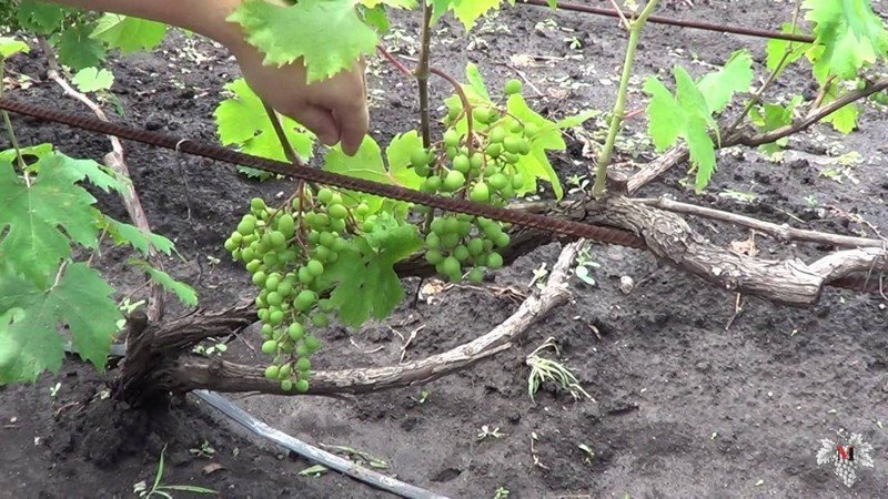 Нормировка винограда