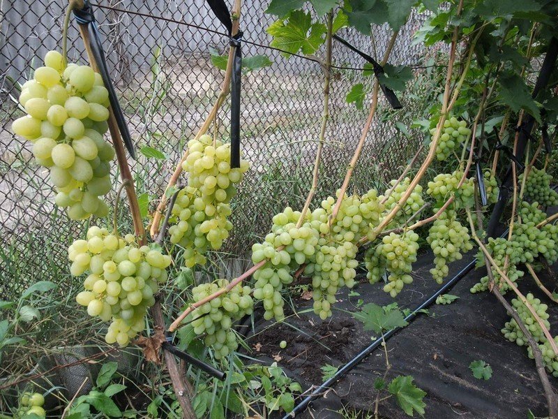 Виноград плодовый благовест