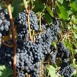 Весенняя подкормка – залог высокого урожая винограда