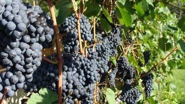 Подкормка винограда весной, чем лучше удобрять, в том числе в Краснодарском крае, Подмосковье и других регионах