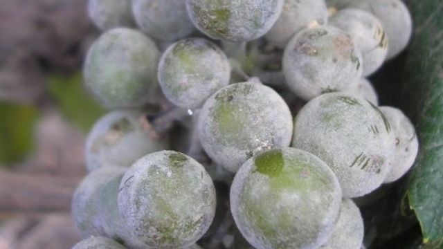 Виноград Арочный: описание сорта с характеристикой и отзывами, особенности посадки и выращивания, фото