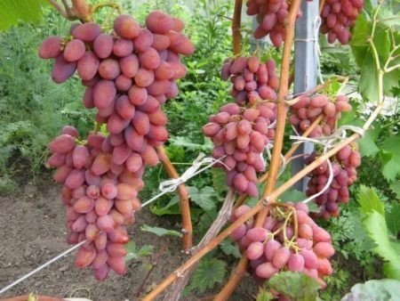 Сорт арочный виноград