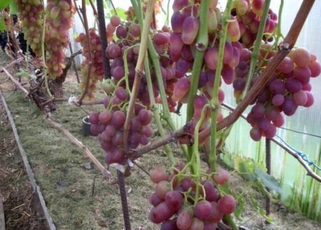 Виноград арочный описание