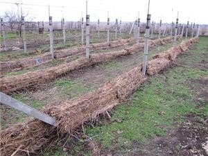 Укрытие винограда на зиму в сибири