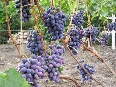Саженцы винограда «руслан»