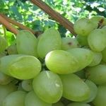 Виноград Бажена: описание сорта, фото и отзывы садоводов
