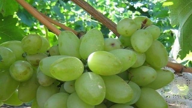 Виноград Бажена: описание сорта, особенности выращивания, отзывы