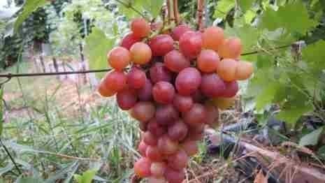 Сорт винограда ливия
