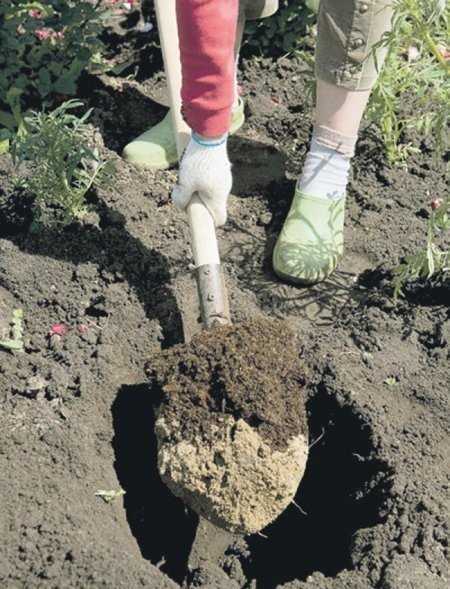 Выкопать лунку для посадки розы