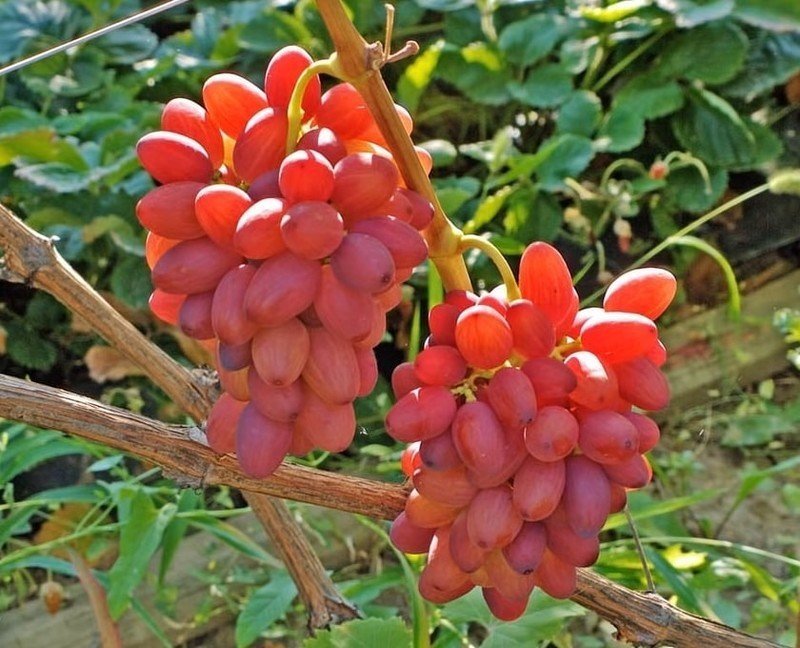 Сорт винограда владимир