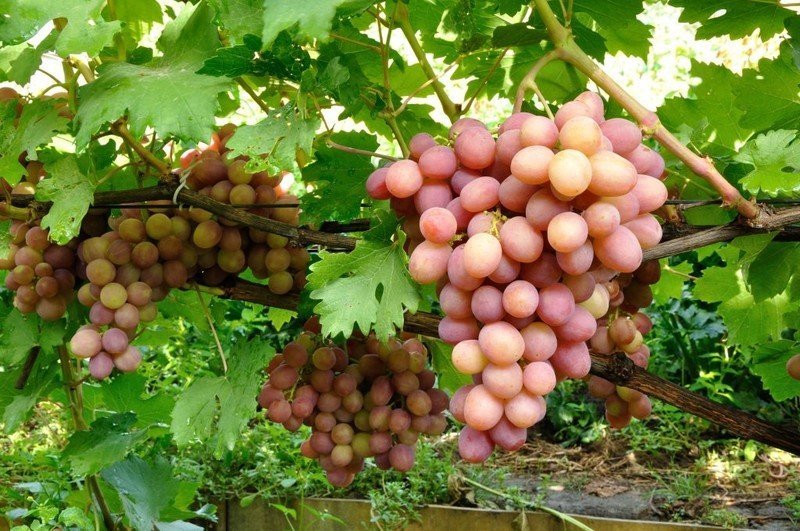 Виноград сорт ливия