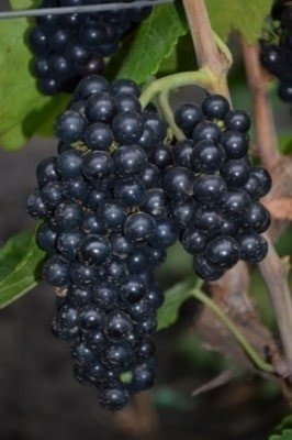 Сорт винограда мукузани