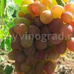 Виноград «Донские зори» характеристика сорта