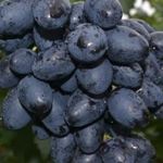 Виноград Фурор: урожайность, вкус ягод, параметры куста