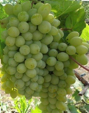 Виноград плодовый гарольд