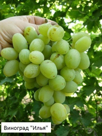 Виноград плодовый ермак